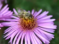 DSC_1677 Honigbiene.webp