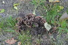 DSC_1733 Pilz.webp