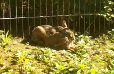 Kaninchen.webp