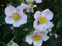DSCF6131.webp