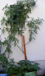 006.webp