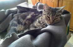 livia02.webp
