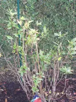 rhodo3.webp
