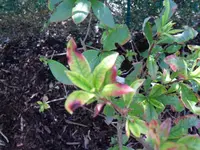 rhodo.webp