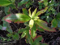 rhodo2.webp