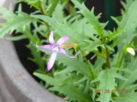 DSCN0851.webp