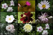 Herbst7.webp