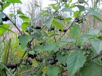 IMG_0863 (800x600).webp