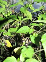 IMG_0867 (600x800).webp