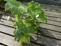 begonie02.webp