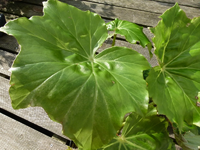 begonie03.webp