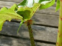 begonie01.webp