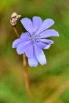 DSC_1828 Wegerichblüte.jpg