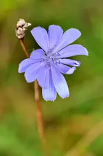 DSC_1828 Wegerichblüte.webp