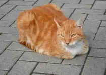 DSC_1614 Chefkater.webp