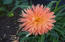 Dahlie.webp