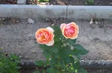 Rose.webp