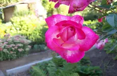 Rose 2.webp