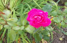 Rose 3.webp