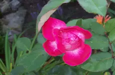 Rose 4.webp
