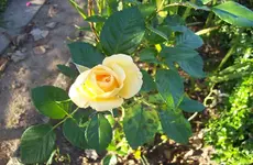 Rose 5.webp
