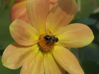 Bild 975.webp