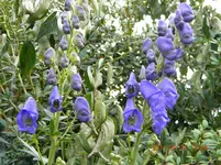 DSCN0835.webp