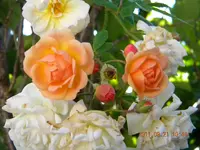 DSCN0837.webp