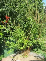 pflanzen 001.webp