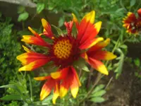 CIMG0653.webp