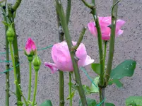 21092011194.webp