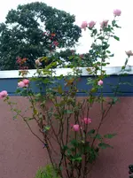 21092011197.webp