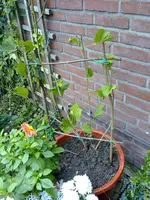 21092011186.webp