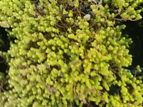 DSC00014.webp