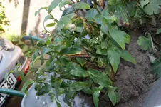 DSC06777.webp