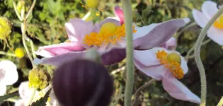 DSC02180 - 2011-09-23 - herbstanemonen rosa.webp