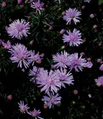 DSC02186 - 2011-09-23 - herbstastern rosa.webp