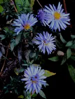 DSC02187 - 2011-09-23 - herbstastern blau.webp