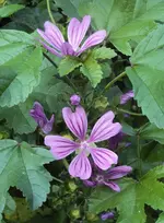 DSC02189 - malven rosa-violett.webp
