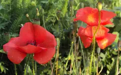 DSC02197 - 2011-09-23 - klatschmohn.webp