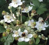 DSC02216 - 2011-09-23 - brombeeren.webp