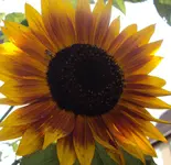 DSC02225 - 2011-09-23 - soblu.webp