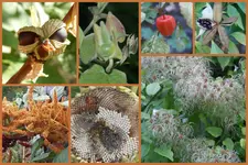 Herbst8.webp