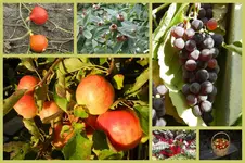 Herbst9.webp