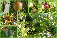 Herbst10.webp