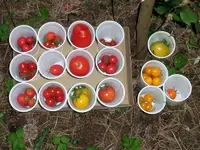 tomato_overview.webp