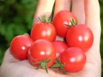 tomato_ms5_cherry.jpg