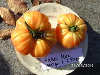 BILD0262.webp