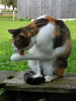 033.webp