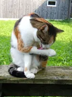 035.webp